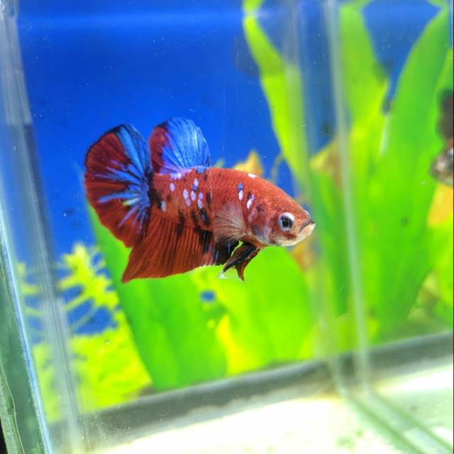 Ikan cupang Koi galaxy