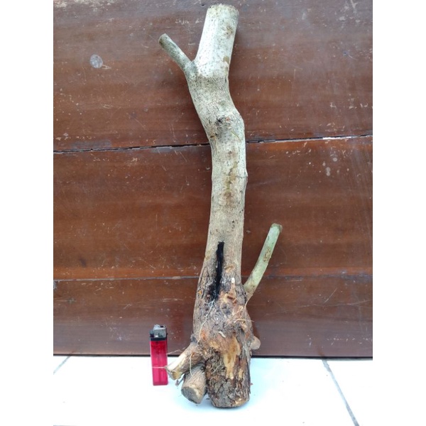 Bahan dangkelan fress wareng bintang/tanaman wareng/bonsai daun bintang berkarakter.