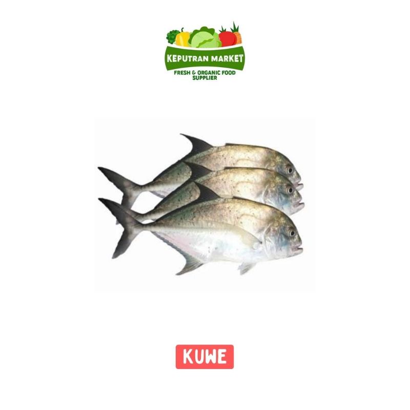 

Ikan Bubara Kuwe Per Kg / Ikan Segar