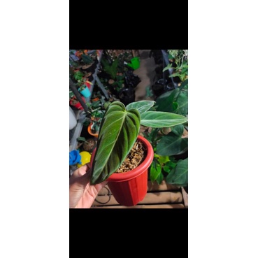 philodendron melanocrysum narrow