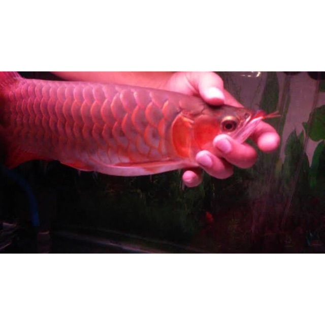 Ikan hias Arwana super red ikan naga super rare ikan aquarium peliharaan murah sr kalimantan