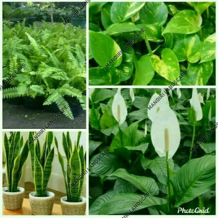 jual Paket 4 Tanaman Pembersih Udara - Peace Lily -