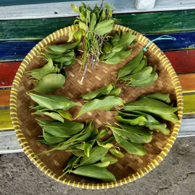 

benalu mangga asli (PREMIUM)