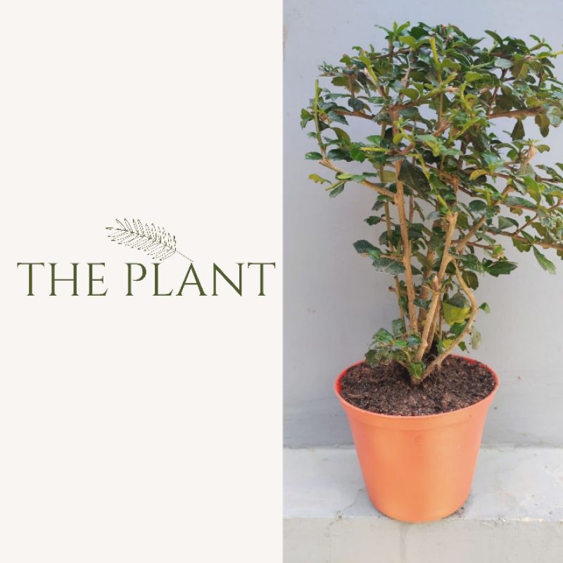 Skogholm atau Hokiantea