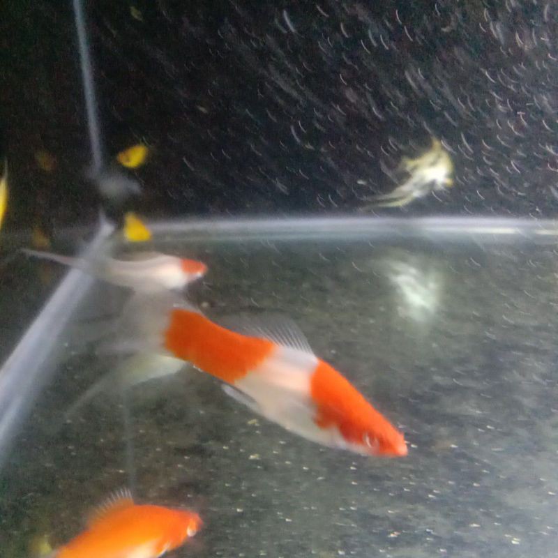 

ikan hias platy Santa clause