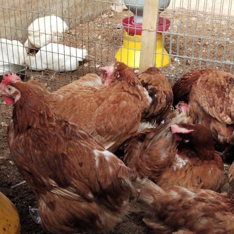 

Ayam Petelur Merah Fresh & Halal 100% Instant & Sameday Kurir