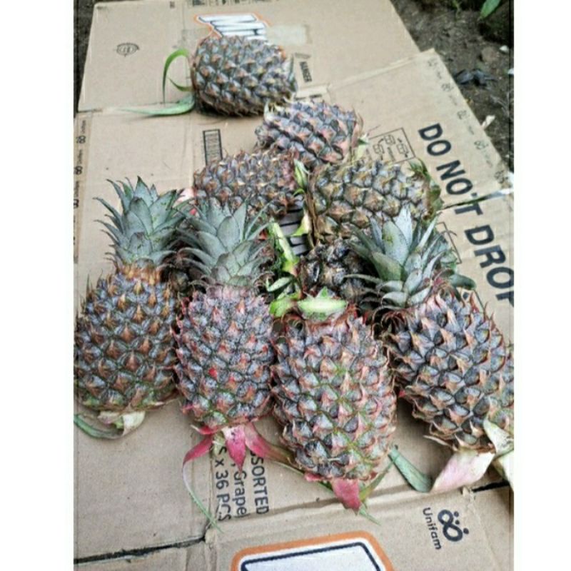 

buah nanas muda 5 buah