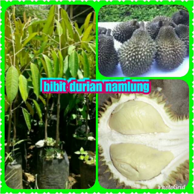 Bibit durian namlung super unggul batam