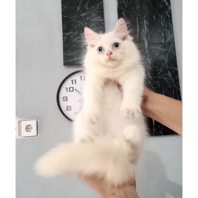 kucing anggora