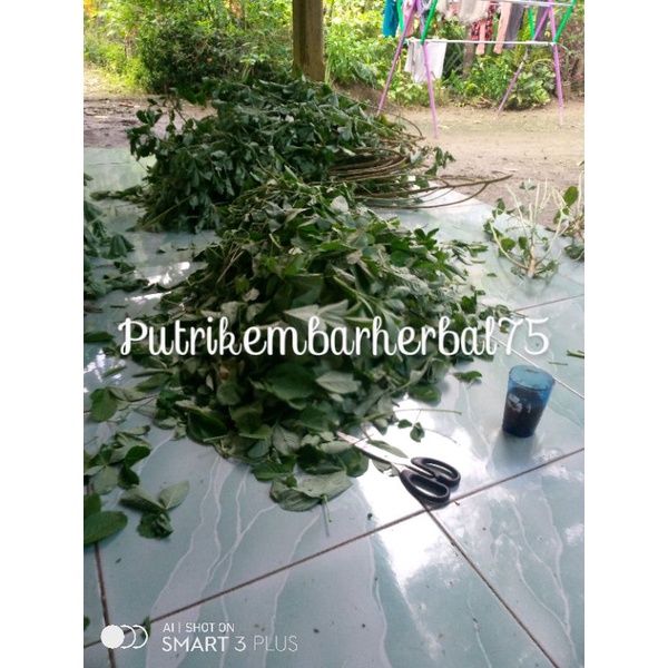 

daun orok-orok segar 1kg