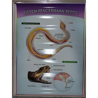 Jual Poster Sistem Pencernaan Pada Hewan Shopee Indonesia