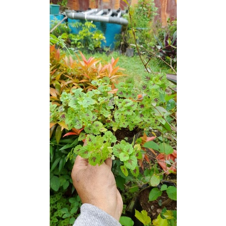 bibit tanaman hias cantik miana miyana chocolate drop, bunga unik miana