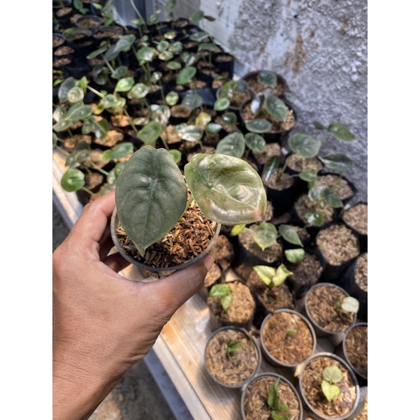 anakan alocasia kuprea/alocasia tengkorak ..