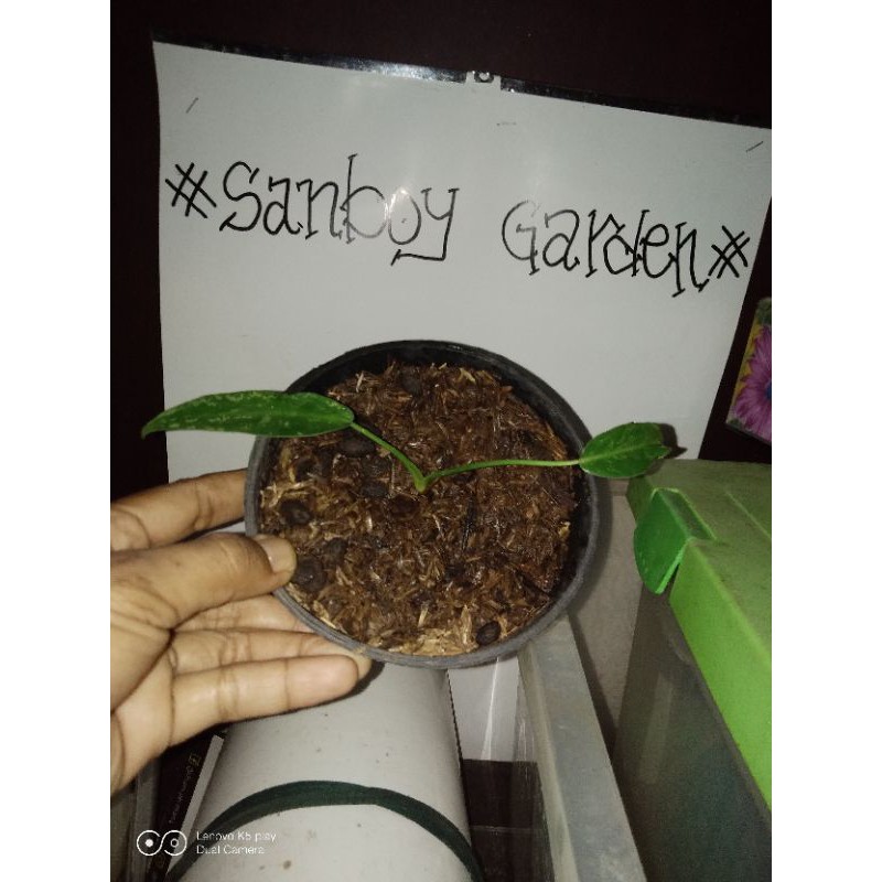 

philodendroon longilobatum asli