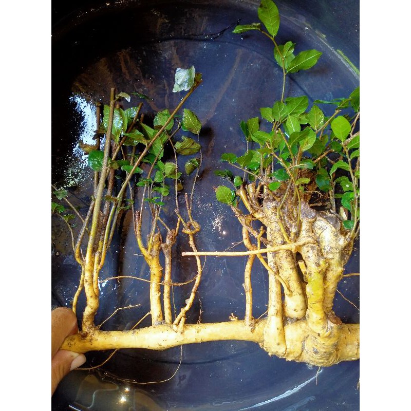 bahan bonsai  serut berkarakter