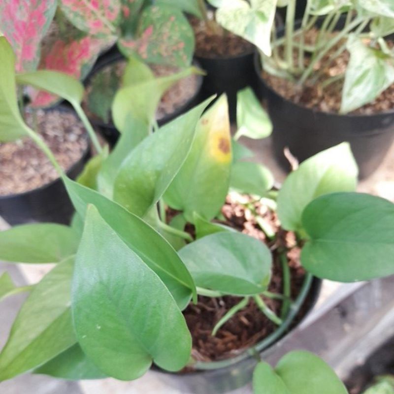 Sirigading Monstera, Tanaman Hias, Tanaman Rambat