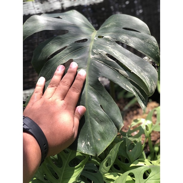 monstera variegata king 1 daun pancing