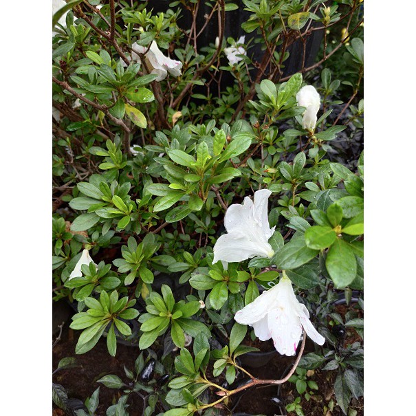 Jual Azalea Putih Bunga tanaman hias ~Bunga Saliyah tanaman Minim order ...