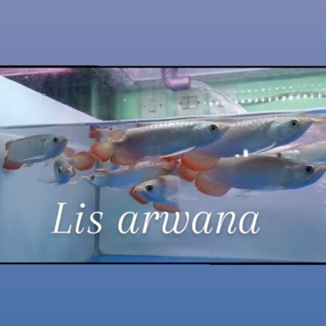 arwana super red ikan arowana sr