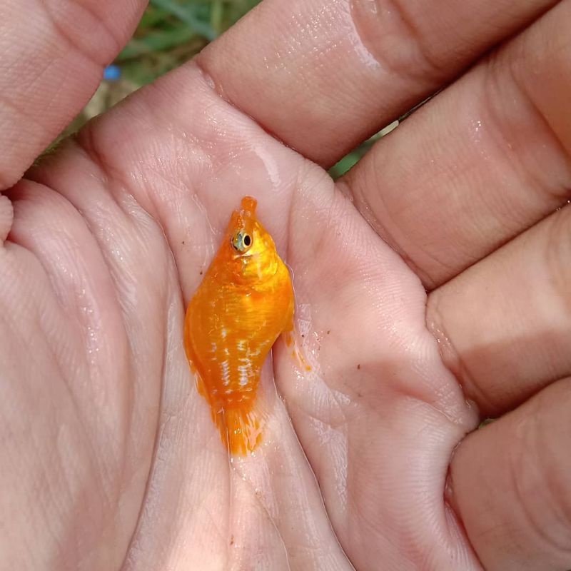 ikan golden molly