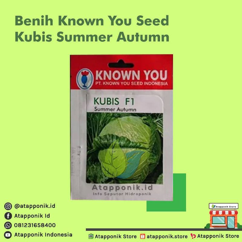 benih bibit kubis hijau summer autumn