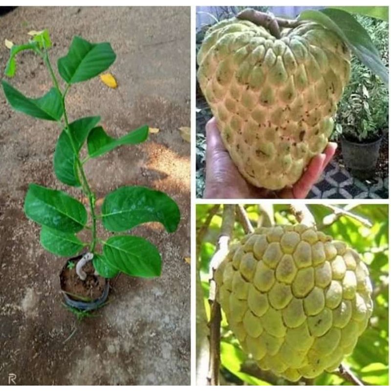 

surikaya jumbo
