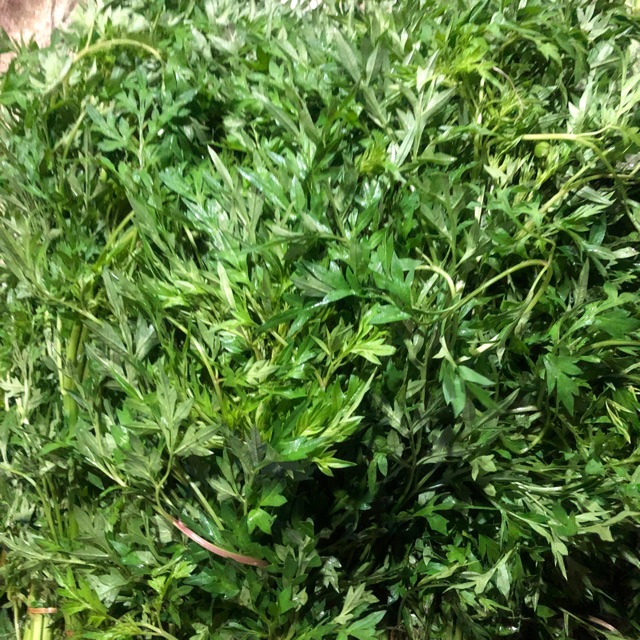 

Daun Kenikir / Pecel / Ikat