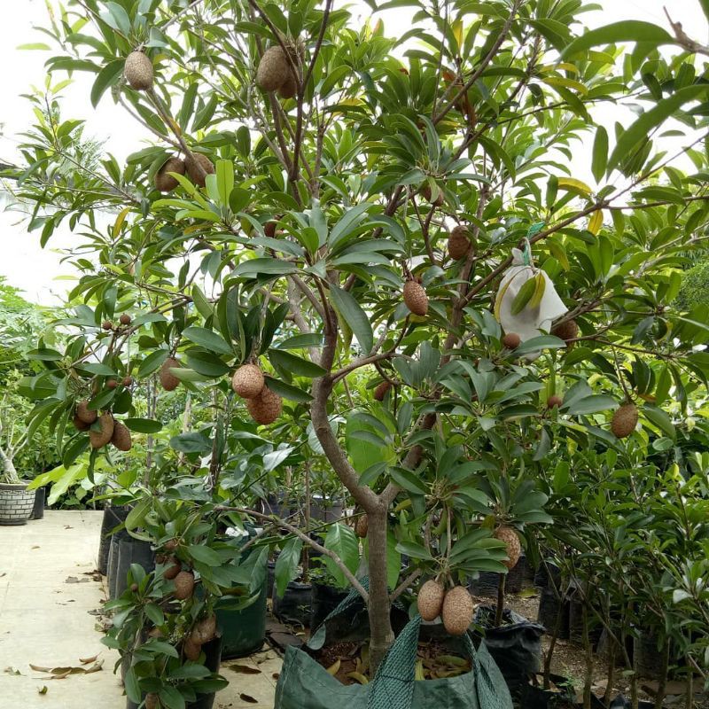 Bibit sawo jumbo/bibit sawo murah