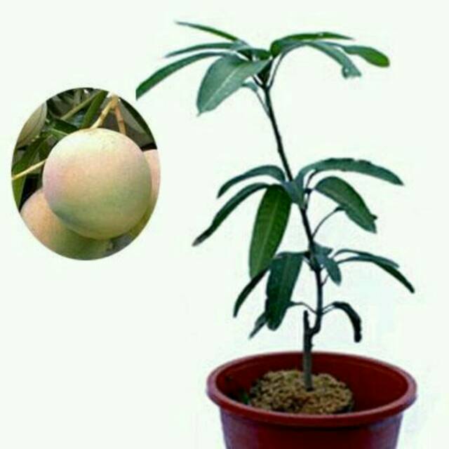 

Bibit mangga apel