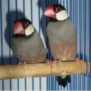 Parkit Australia Lutino Albino Shopee Indonesia