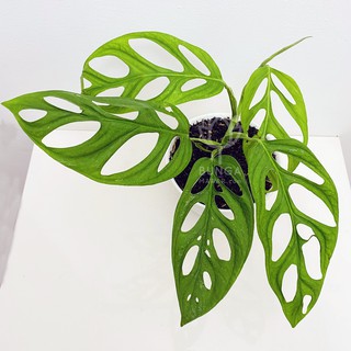 Tanaman Hias MONSTERA ADANSONII bibit indoor outdoor Tanaman Hias MONSTERA ADANSONII bibit indoor outdoor