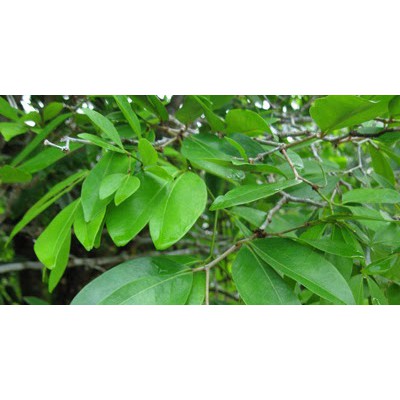 DAUN NAMNAM SEGAR