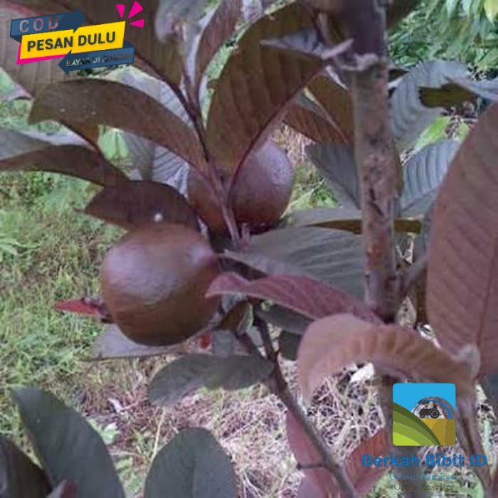 Bibit Buah Jambu Biji Mini Merah/Australia