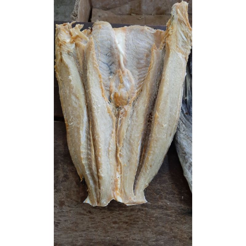 

Ilan Asin Jambal Daging (per ekor)