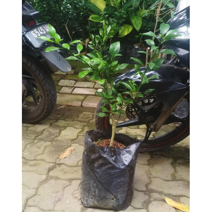 BIBIT JERUK DEKOPON FR JEPANG KLIWON