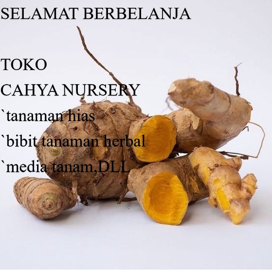 

PROMO Temulawak basah segar 250 gram kunyit temu kunir fresh siap ambil ke kebun