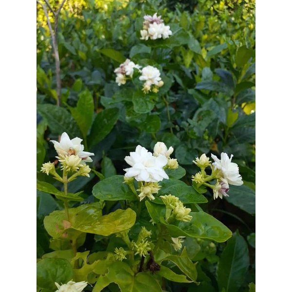 Tanaman hias  Bunga melati Tumpuk - Tanaman siap berbunga - Melati Tumpuk