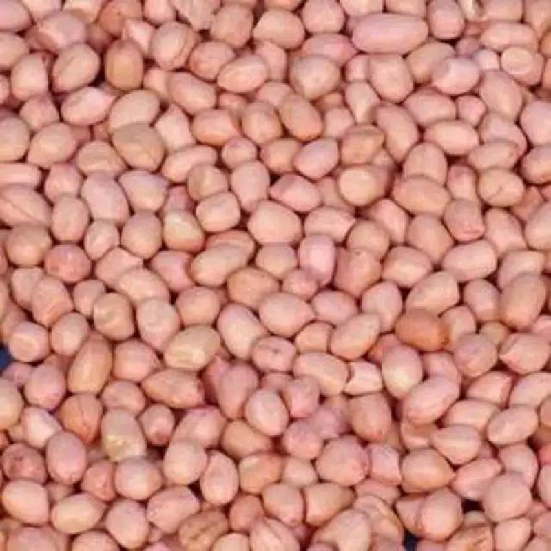 

kacang tanah import