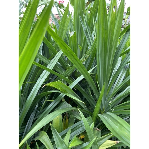 

Daun Pandan berkualitas
