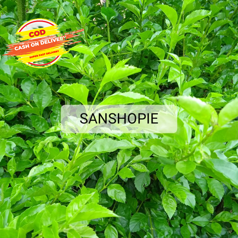 

Daun beluntas segar 500 gram petik langsung