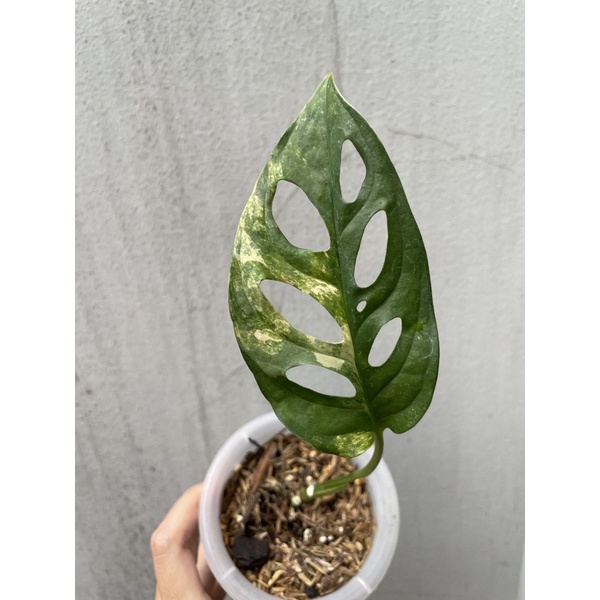 monstera adansonii acuminata variegata varigata japan jepang janbol real pict yellow kuning