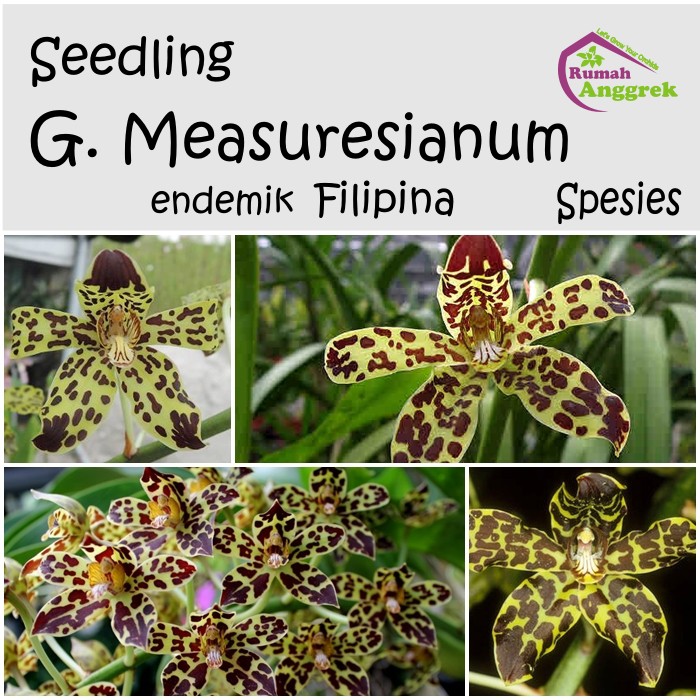 Seedling Grammatophyllum Measuresianum spesies anggrek bibit macan gramma Filipina scriptum
