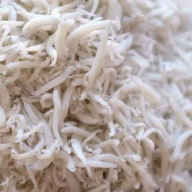 

Ikan teri nasi