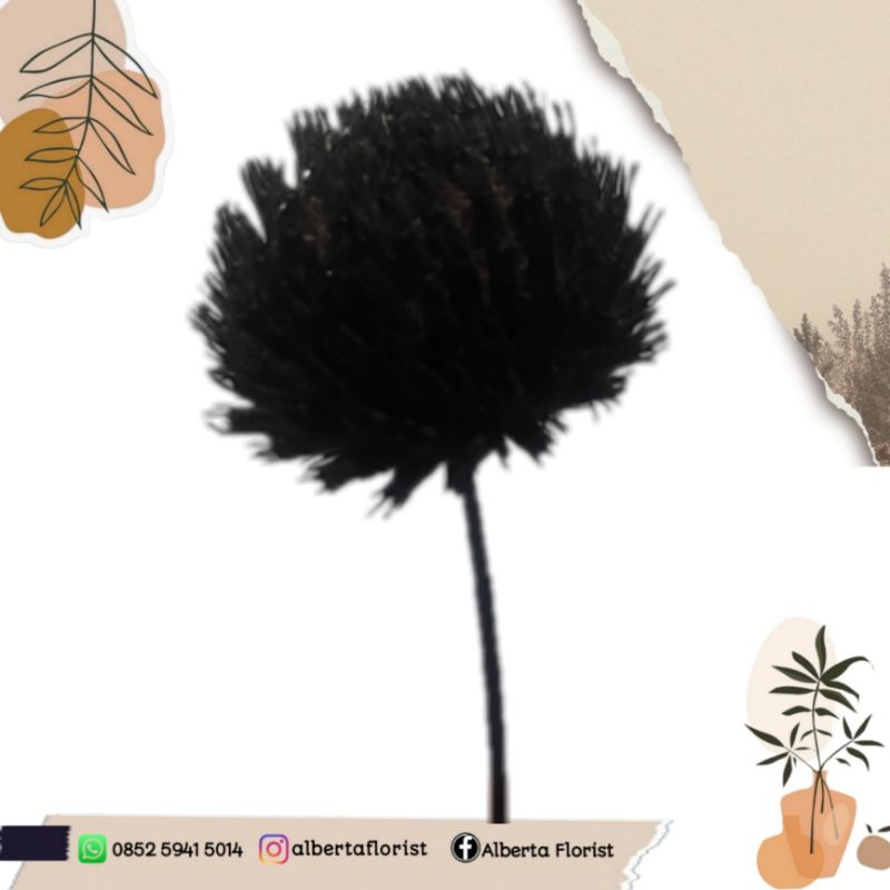 Bunga Pompom - marigold - terarium warna - bunga kering