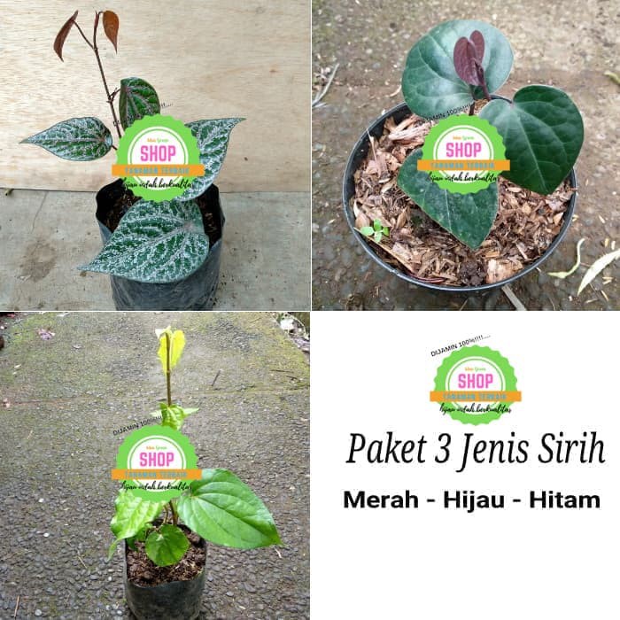 Paket 3 Bibit Daun Sirih - Sirih Merah - Sirih Hitam - Sirih Hijau   Murah