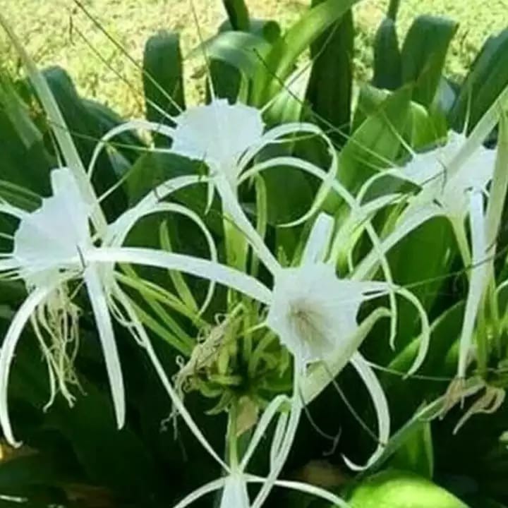 Afandi Flora tanaman bunga hias bakung air mancur
