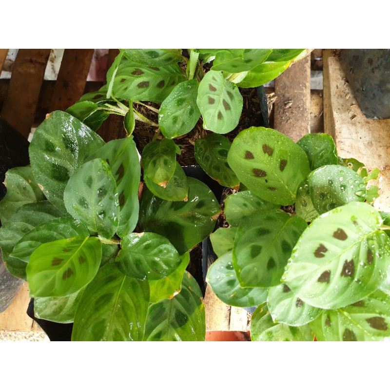  Calathea  Levonero  Maranta Cantik Tanaman Hias Shopee 