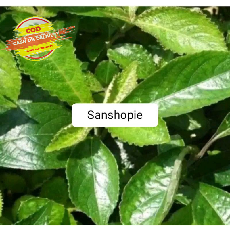 

keji beling Daun kibeling Daun Kji beling Daun Pecah Beling Per 1 kg