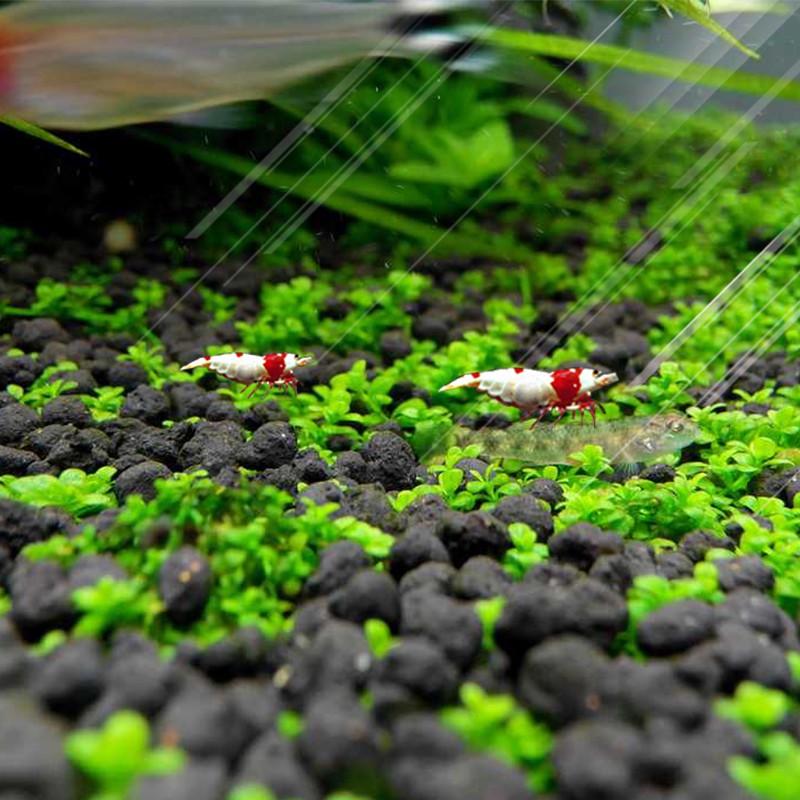 Bibit Rumput Air Dekorasi Aquarium Tanaman Hias Aquascape Akuarium Natural Landscape Ornament