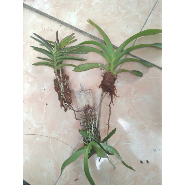 paket anggrek species